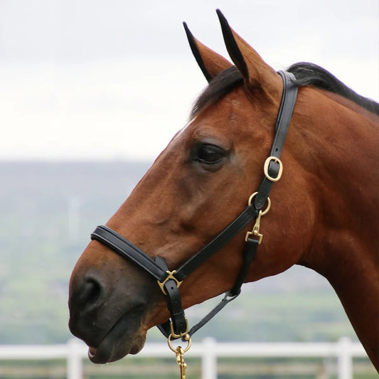 Coldstream Leather Padded Head Collar