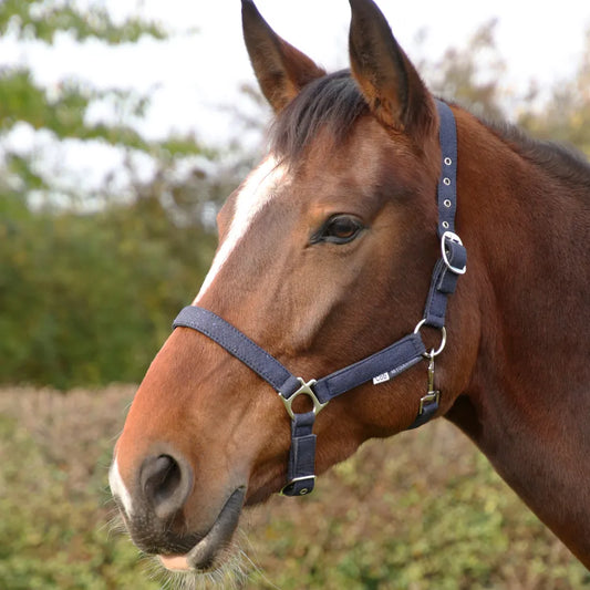 Hy Equestrian Glitzy Headcollar