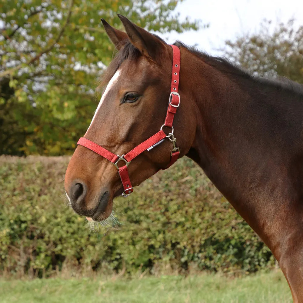 Hy Equestrian Glitzy Headcollar